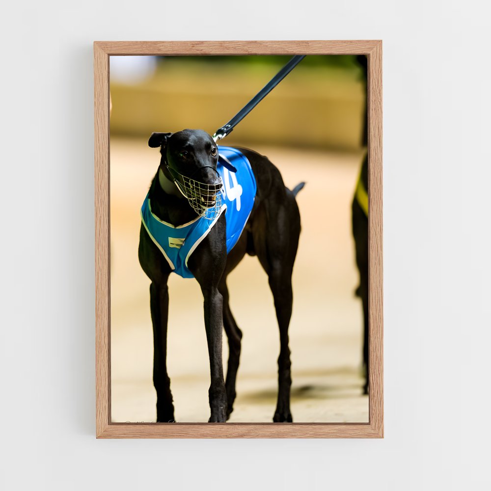 ap-greyhound racing-4 cadre Bois clair