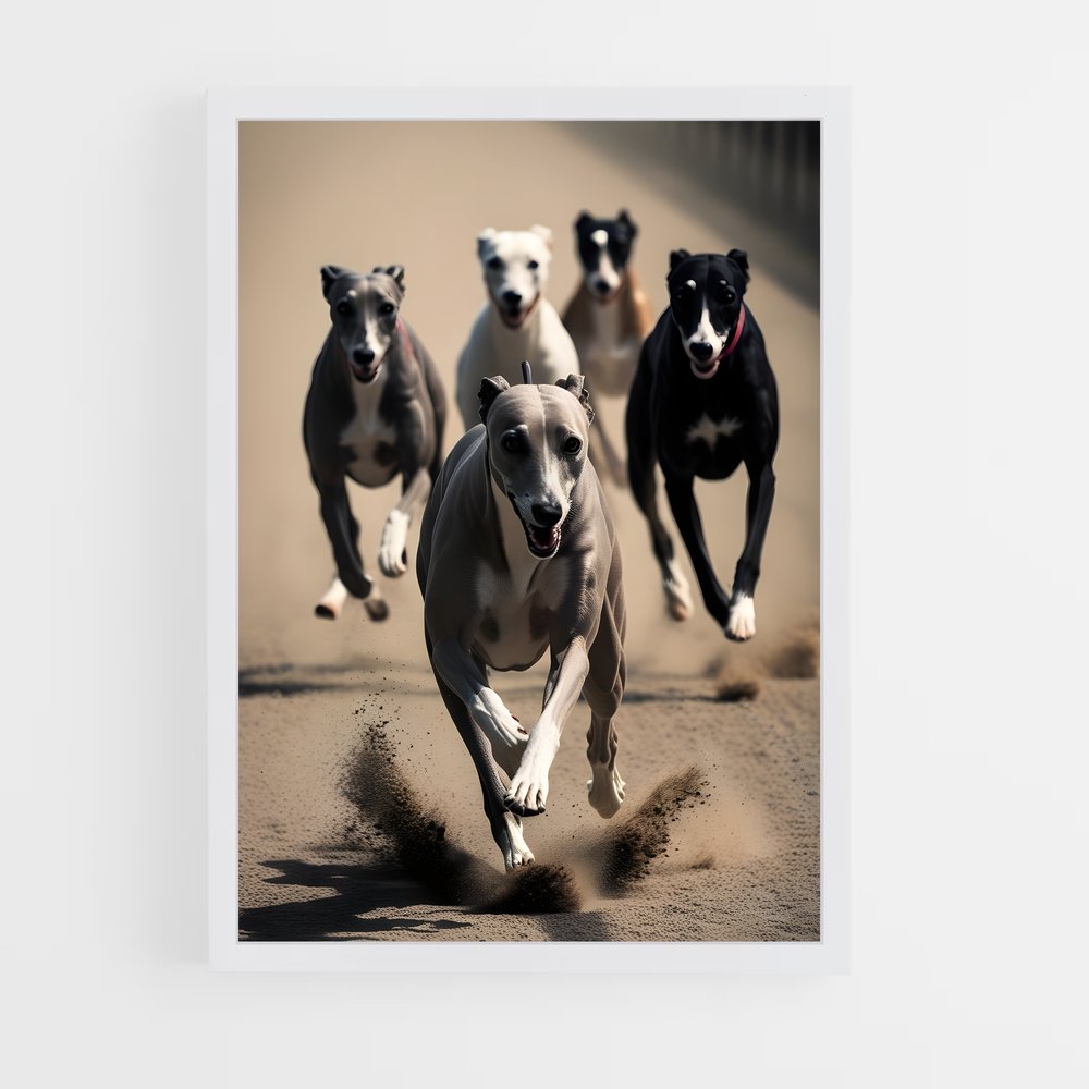 ap-greyhound racing-5 cadre Blanc