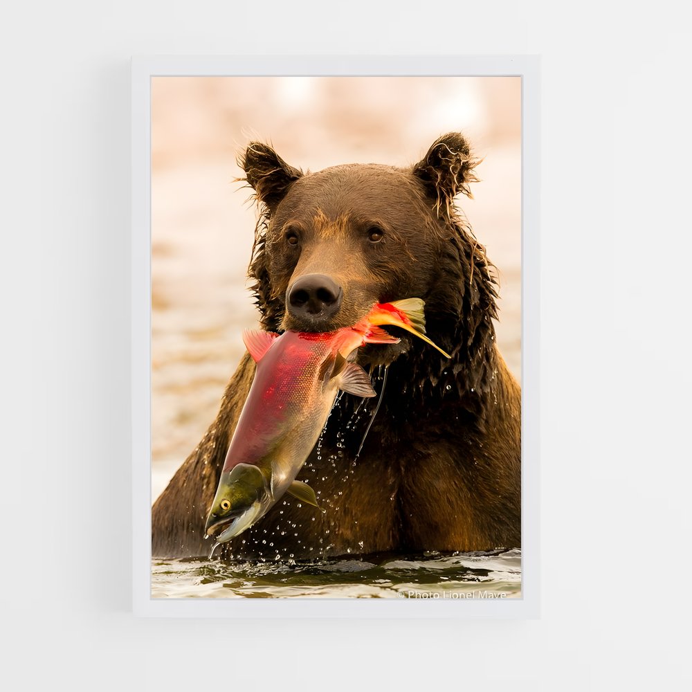 ap-grizzly bear-2 cadre Blanc
