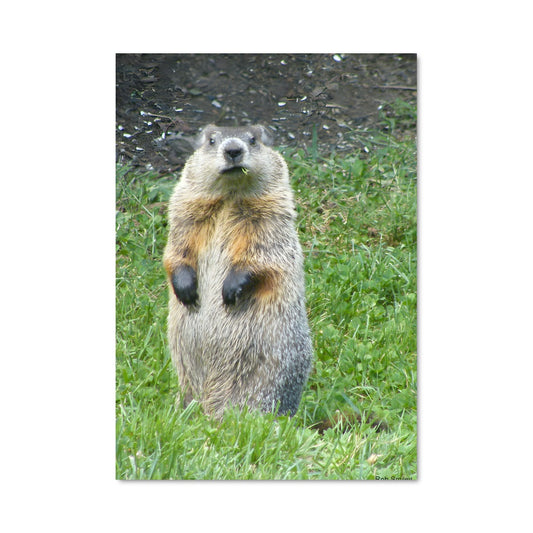 Poster La Marmotte Enchantée
