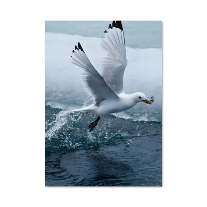 Poster Aigle Marin