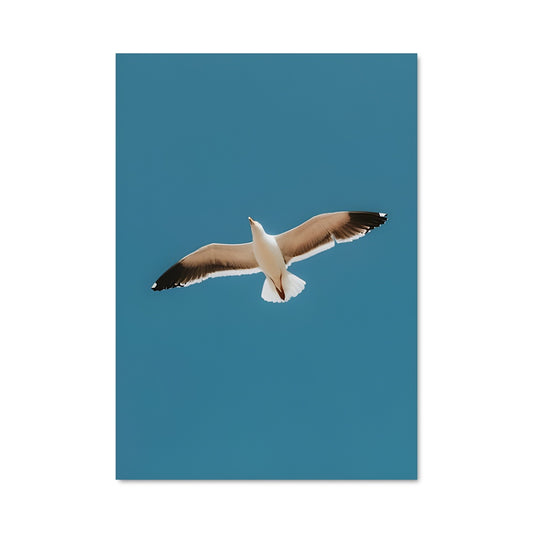 Poster Vol de Goéland