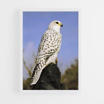 ap-gyrfalcon-2 cadre Blanc