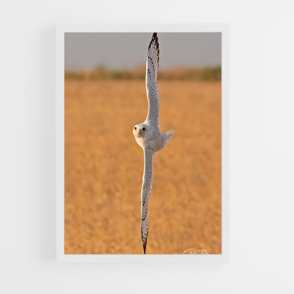 ap-gyrfalcon-4 cadre Blanc