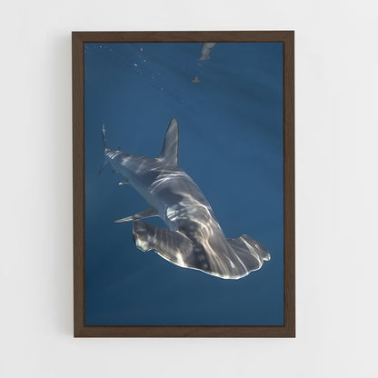 ap-hammerhead shark-5 cadre Bois foncé