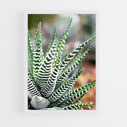 ap-haworthia-1 cadre Blanc