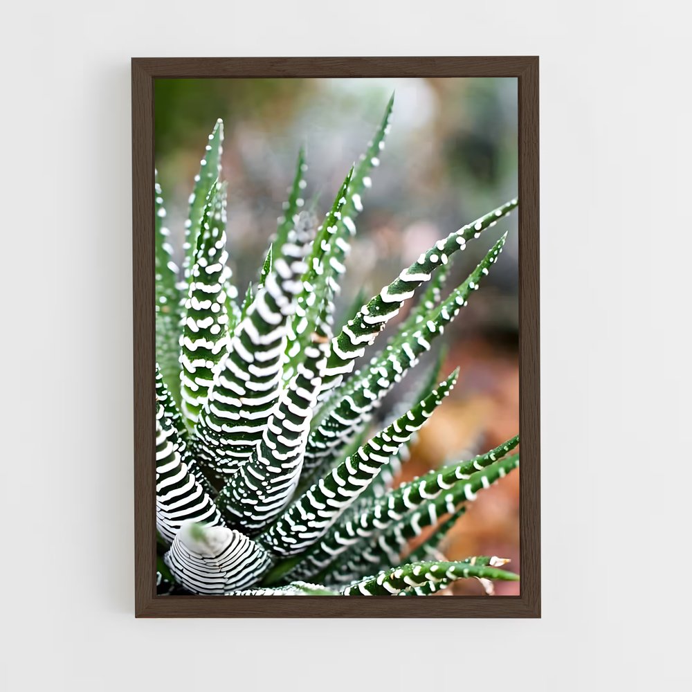 ap-haworthia-1 cadre Bois foncé