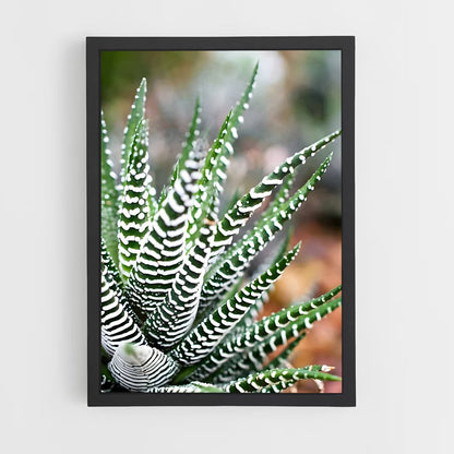 ap-haworthia-1 cadre Noir
