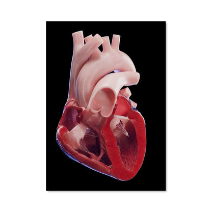 Poster Heartbeat