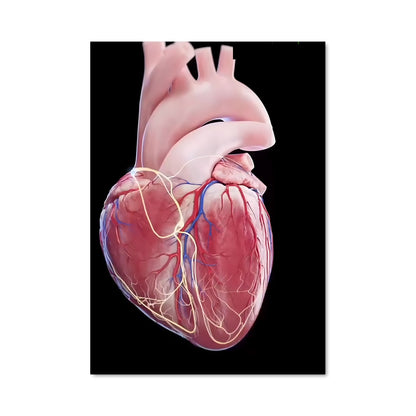 Poster Coeur Vascule