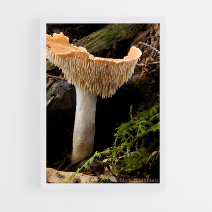 ap-hedgehog mushroom-1 cadre Blanc