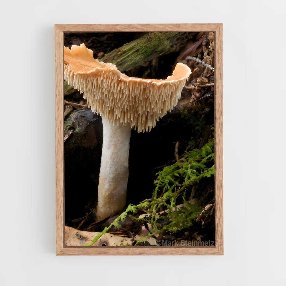 ap-hedgehog mushroom-1 cadre Bois clair