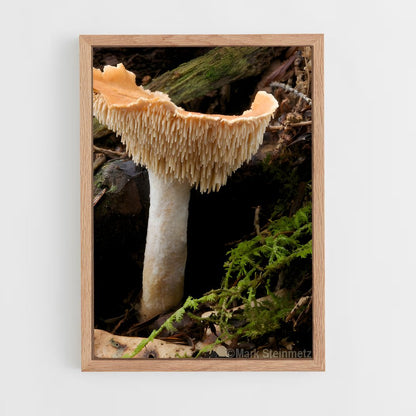 ap-hedgehog mushroom-1 cadre Bois clair