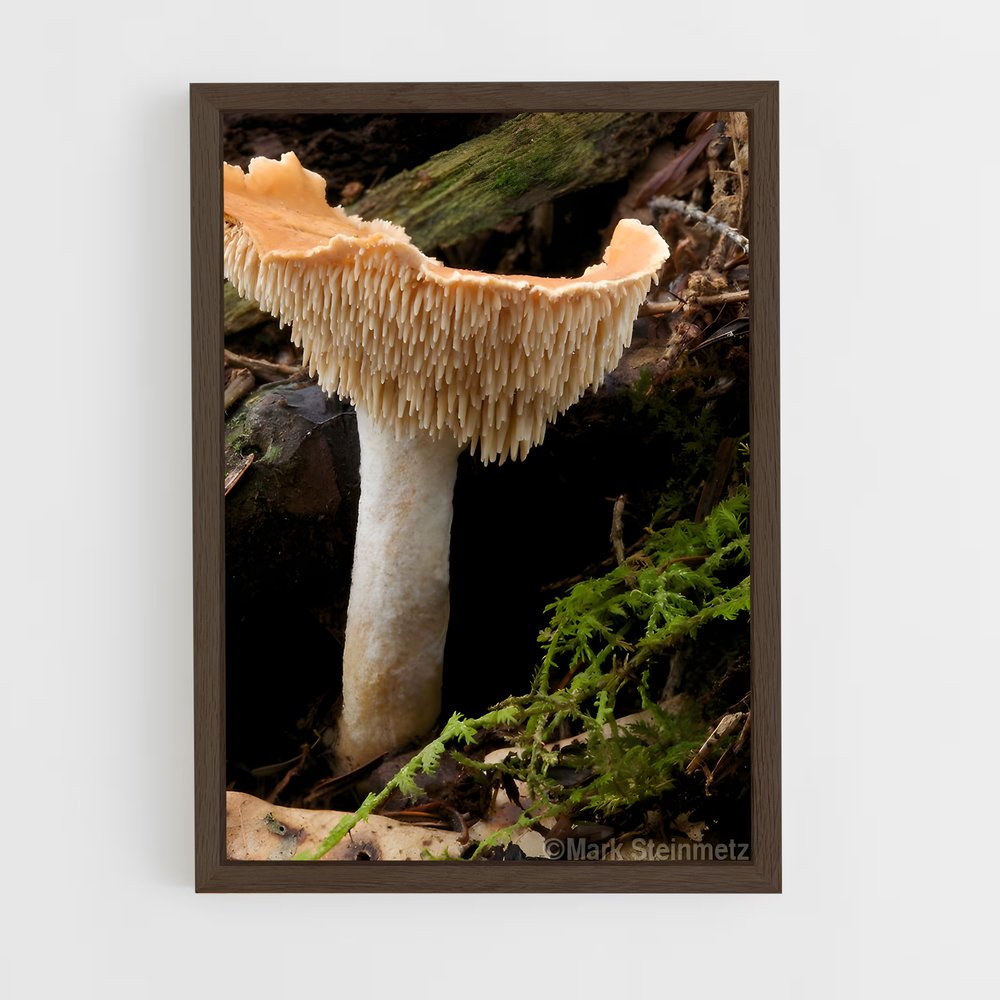 ap-hedgehog mushroom-1 cadre Bois foncé
