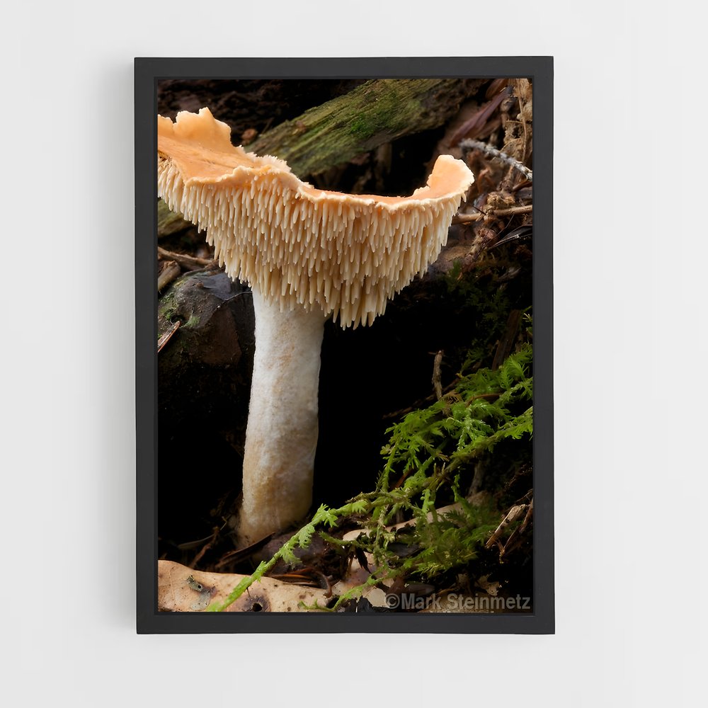 ap-hedgehog mushroom-1 cadre Noir