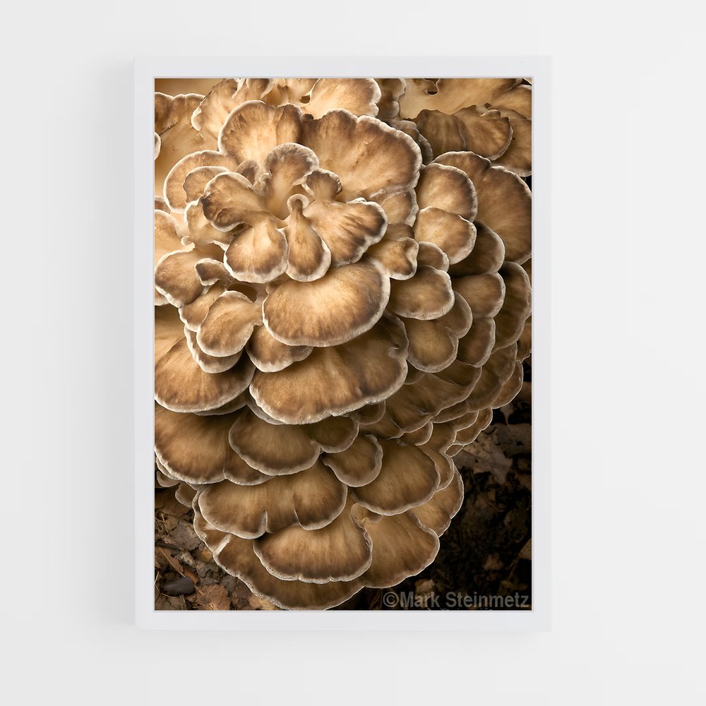 ap-hen of the woods-1 cadre Blanc