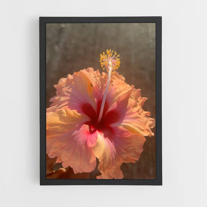 ap-hibiscus-8 cadre Noir
