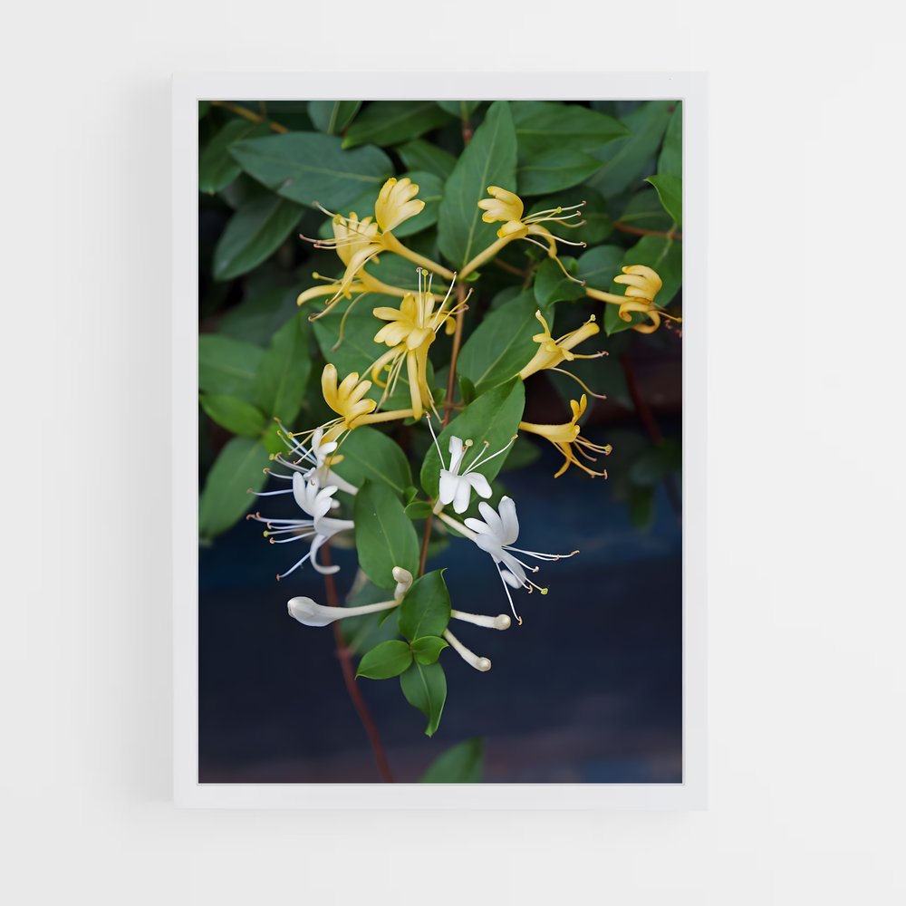 ap-honeysuckle-2 cadre Blanc