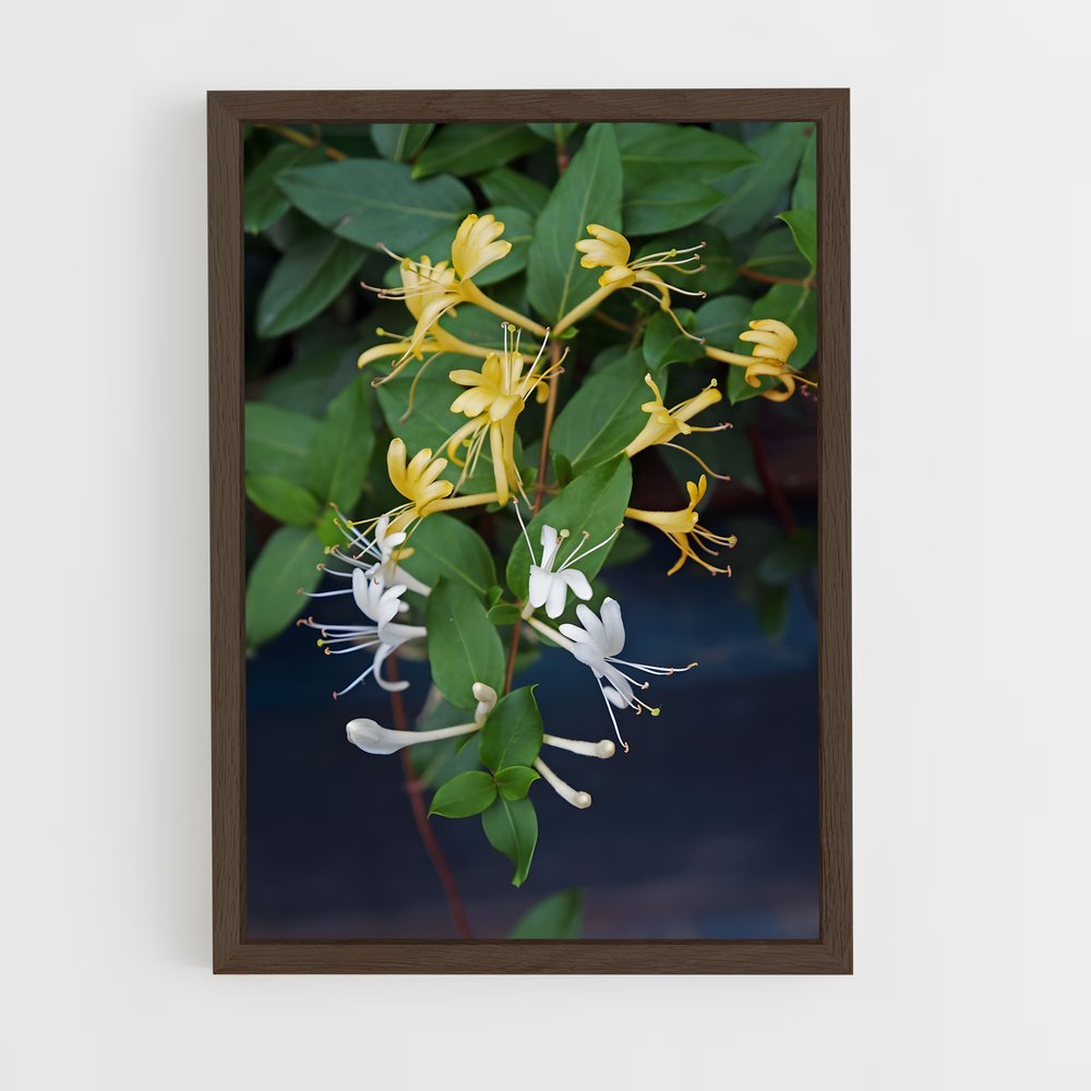 ap-honeysuckle-2 cadre Bois foncé