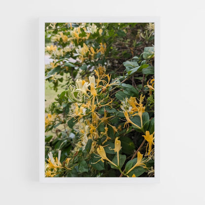 ap-honeysuckle-3 cadre Blanc