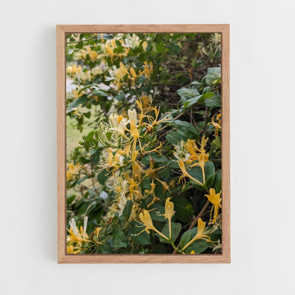 ap-honeysuckle-3 cadre Bois clair