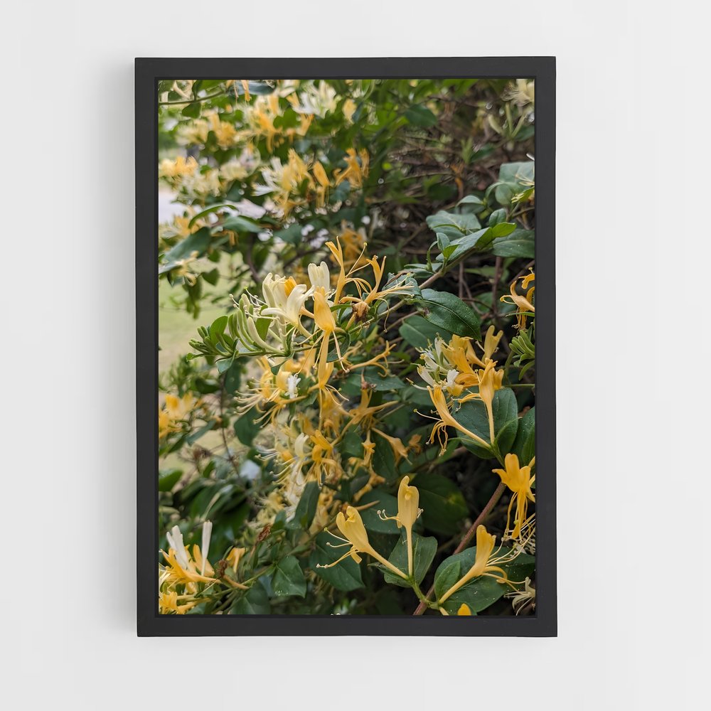 ap-honeysuckle-3 cadre Noir