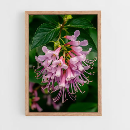 ap-honeysuckle-4 cadre Bois clair