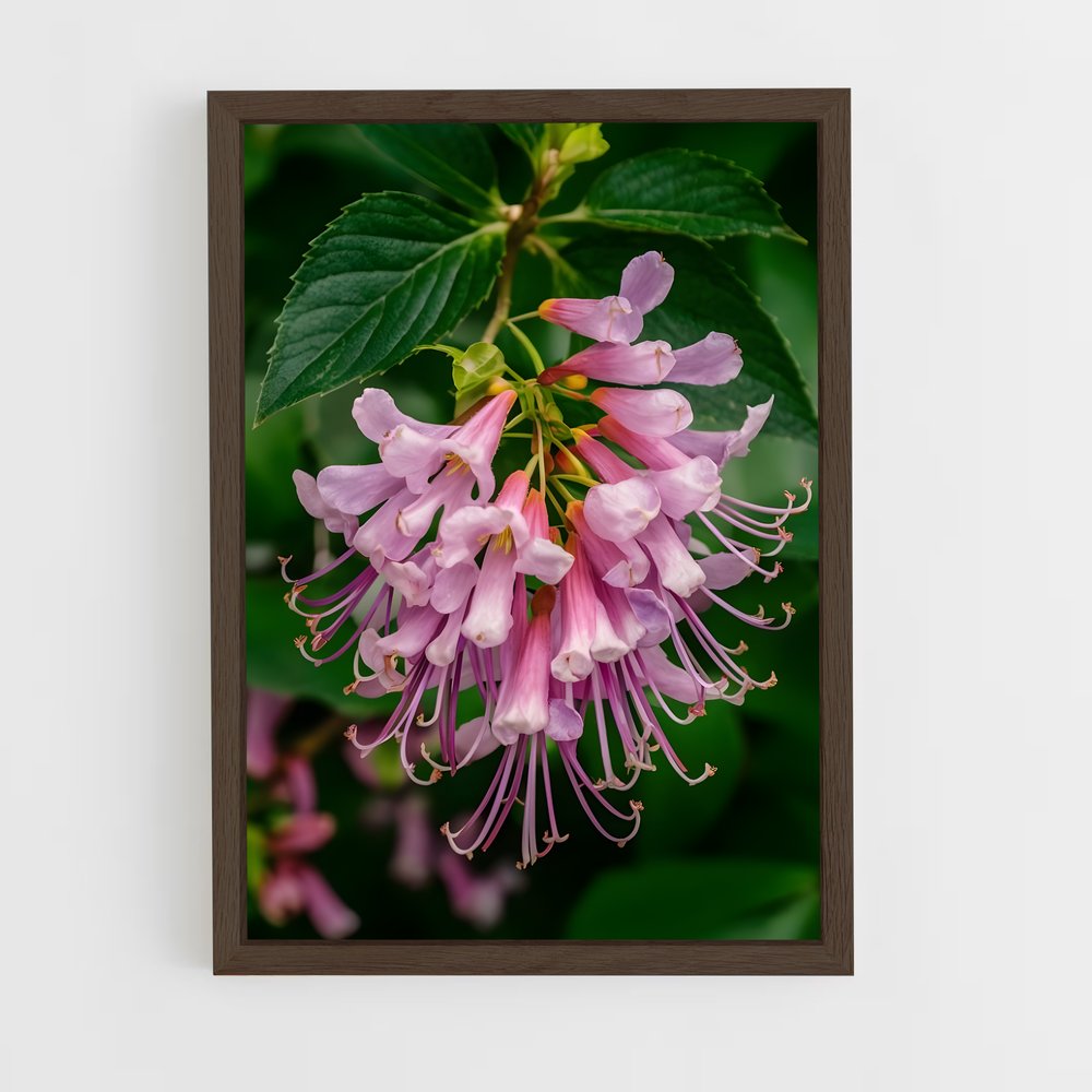 ap-honeysuckle-4 cadre Bois foncé