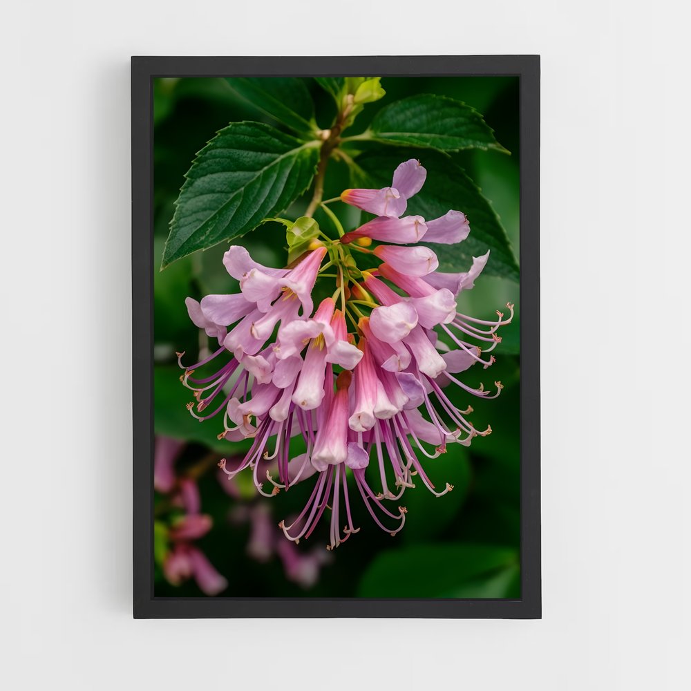 ap-honeysuckle-4 cadre Noir