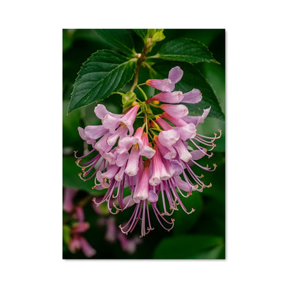 Poster Fleur de Chèvrefeuille