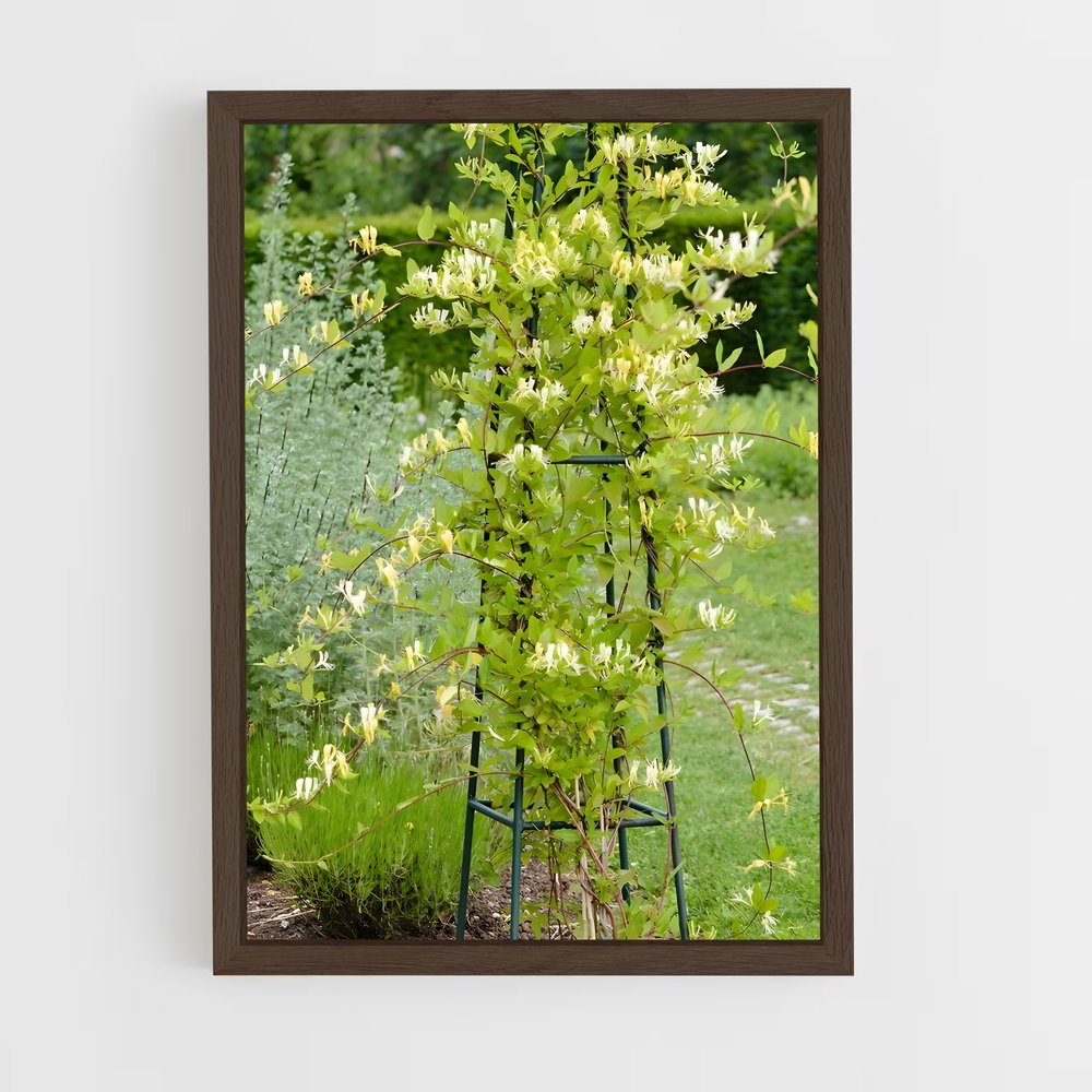 ap-honeysuckle-5 cadre Bois foncé