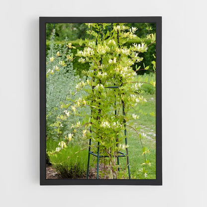 ap-honeysuckle-5 cadre Noir