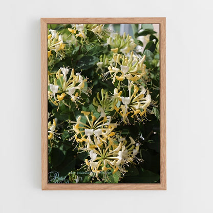 ap-honeysuckle-6 cadre Bois clair