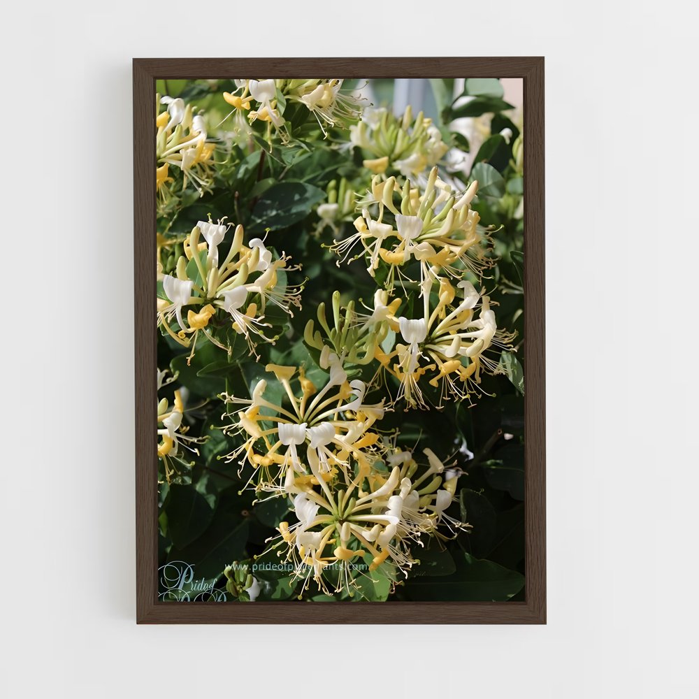 ap-honeysuckle-6 cadre Bois foncé