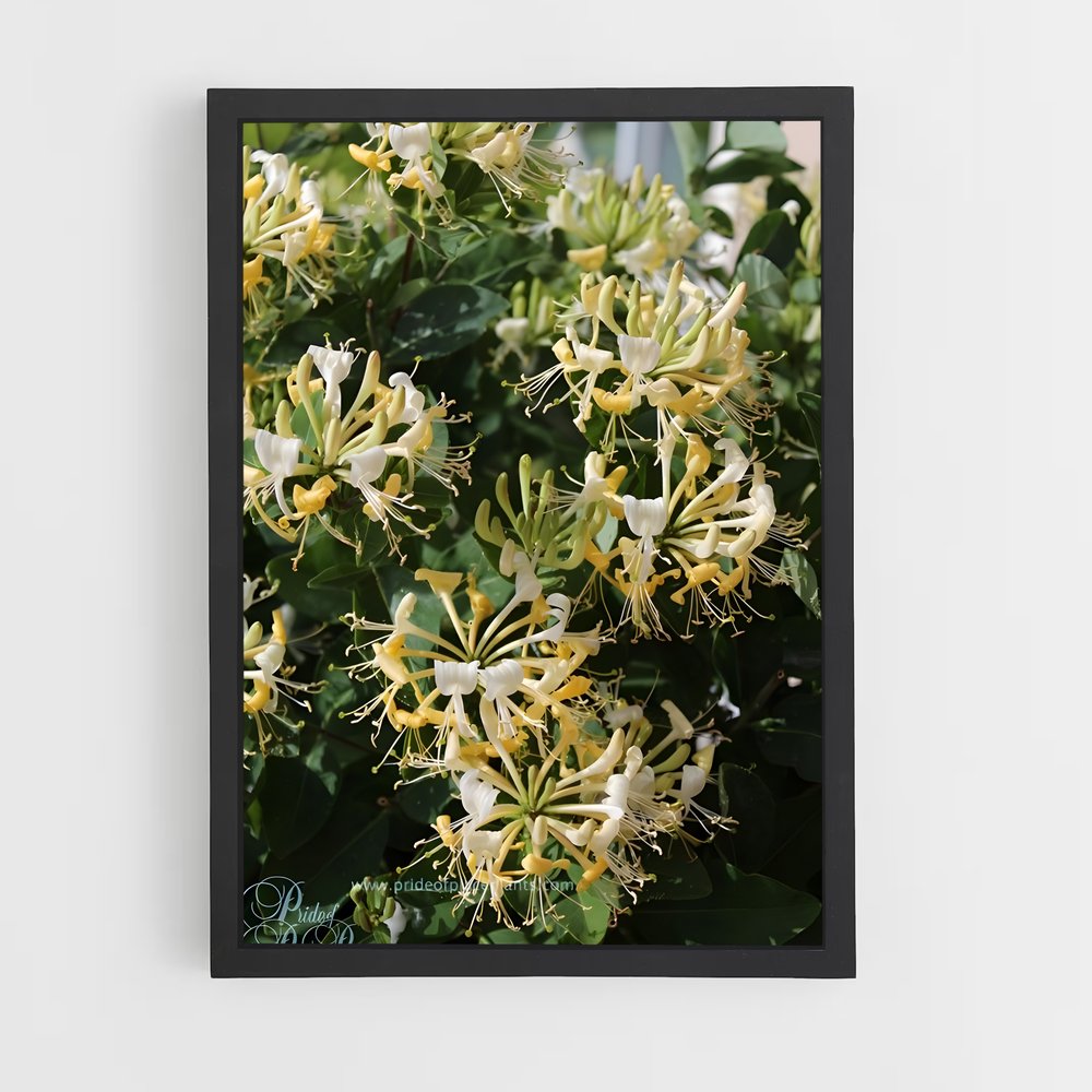 ap-honeysuckle-6 cadre Noir