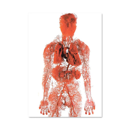 Poster Anatomie Humaine