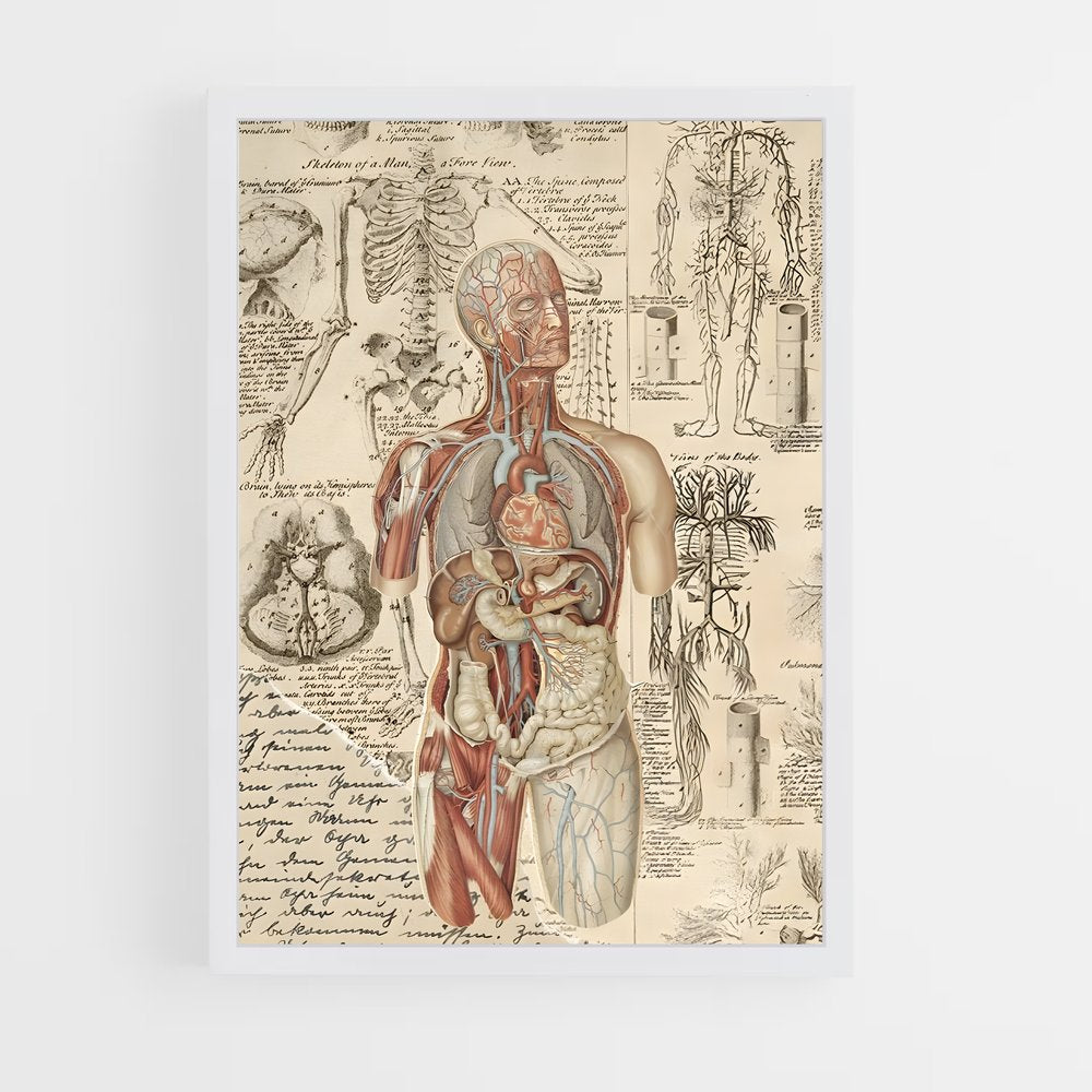 ap-human anatomy-1 cadre Blanc