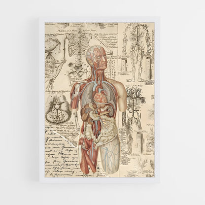 ap-human anatomy-1 cadre Blanc
