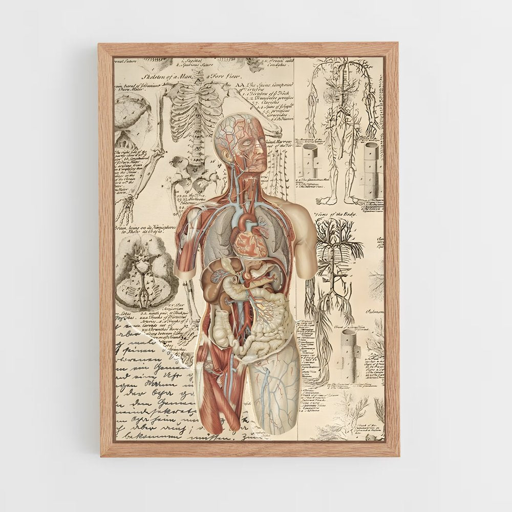 ap-human anatomy-1 cadre Bois clair