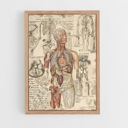 ap-human anatomy-1 cadre Bois clair