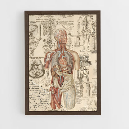 ap-human anatomy-1 cadre Bois foncé