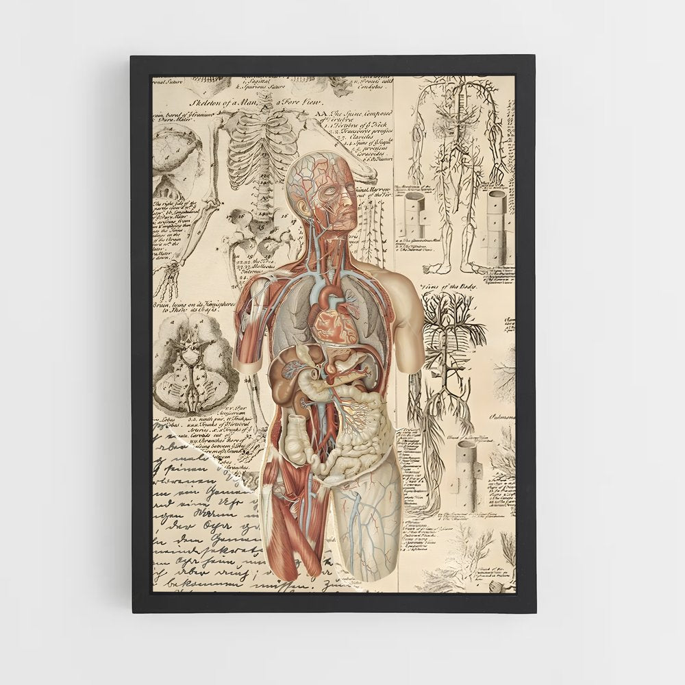 ap-human anatomy-1 cadre Noir