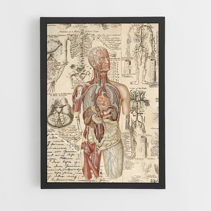 ap-human anatomy-1 cadre Noir