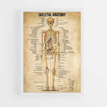 ap-human anatomy-2 cadre Blanc