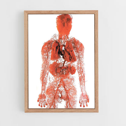 ap-human anatomy-3 cadre Bois clair