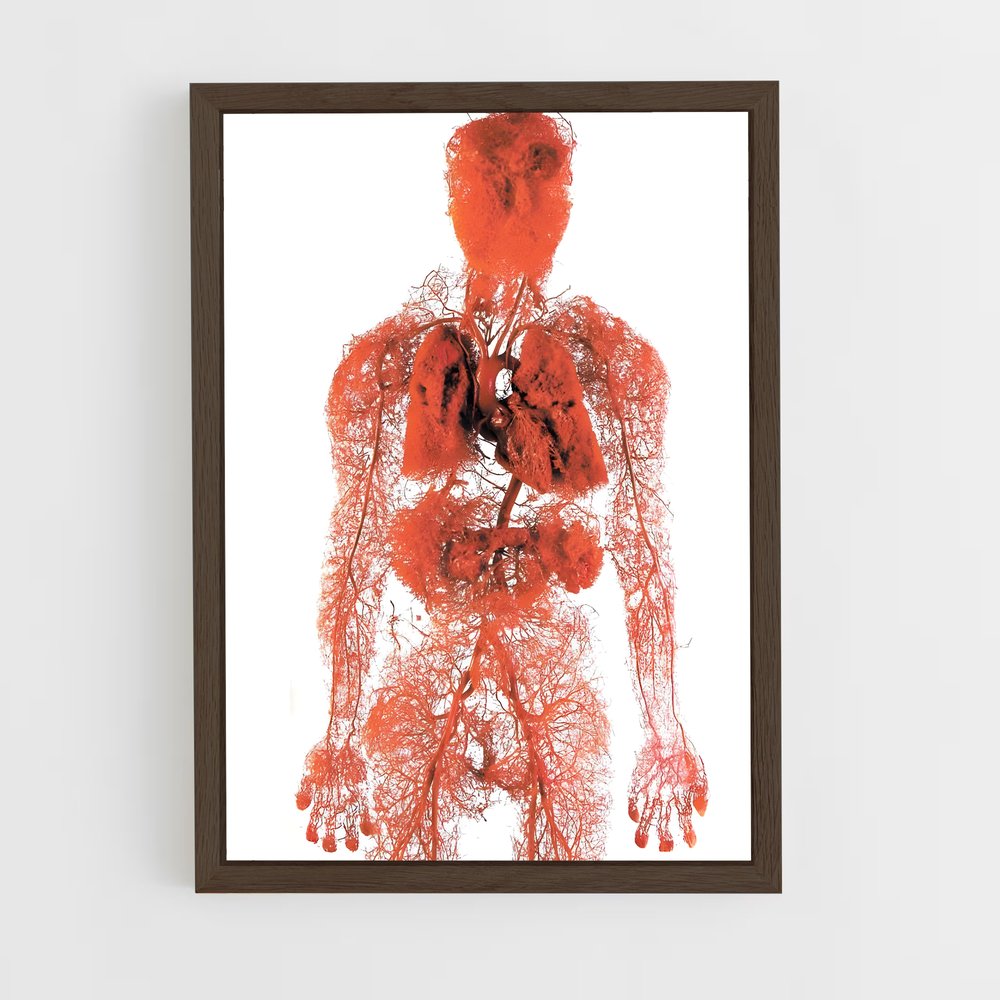 ap-human anatomy-3 cadre Bois foncé