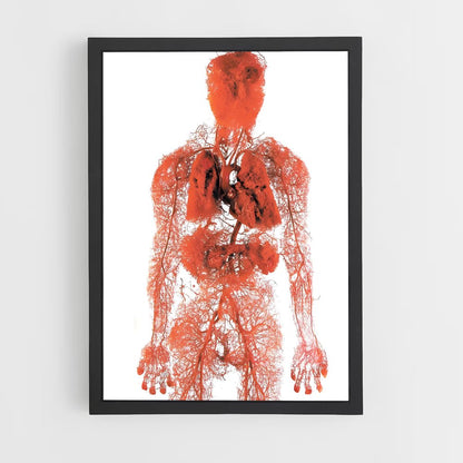 ap-human anatomy-3 cadre Noir