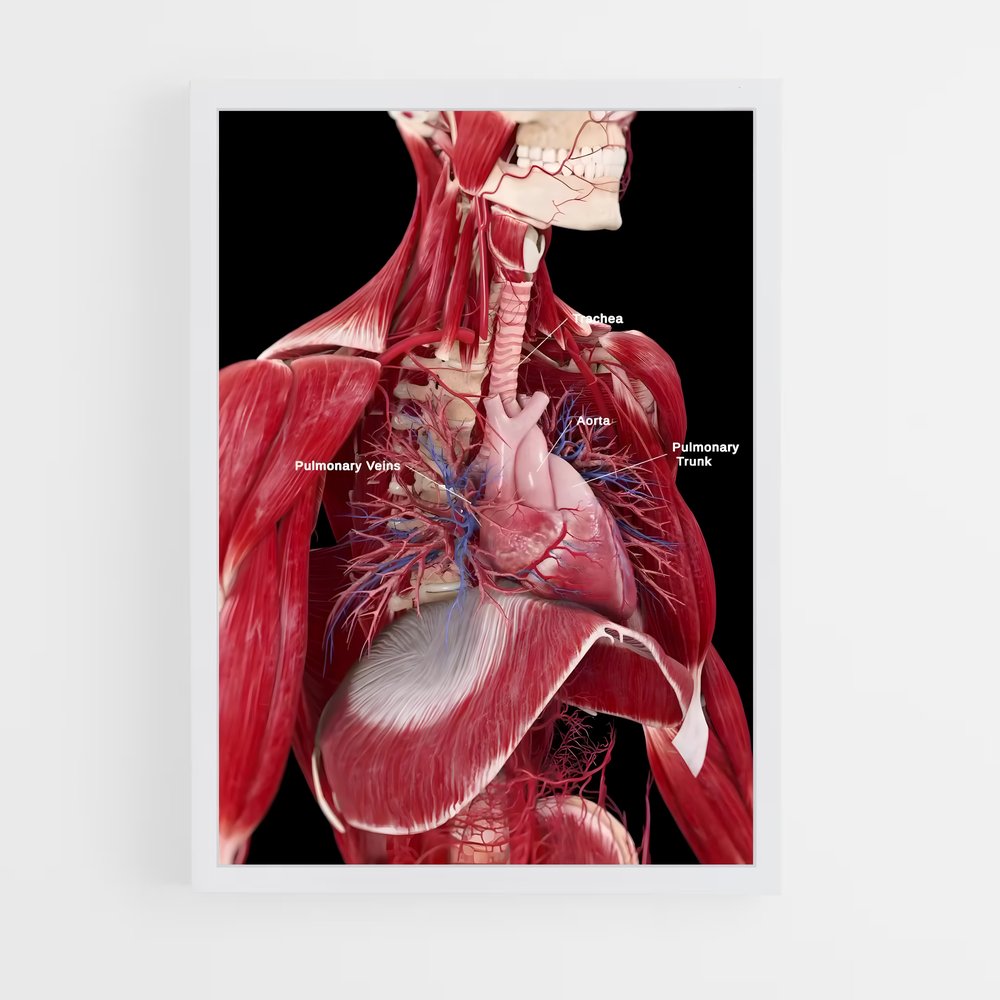 ap-human anatomy-4 cadre Blanc