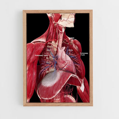ap-human anatomy-4 cadre Bois clair