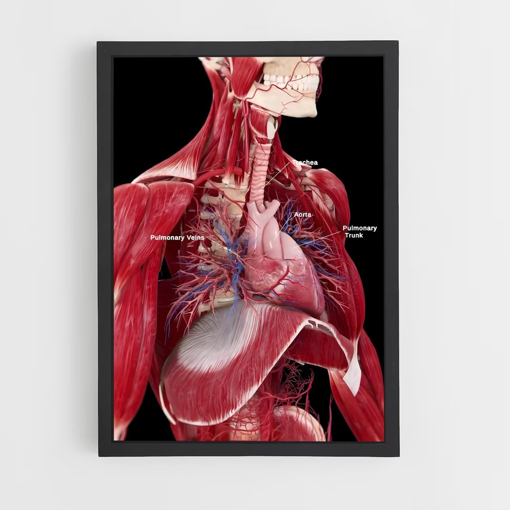 ap-human anatomy-4 cadre Noir